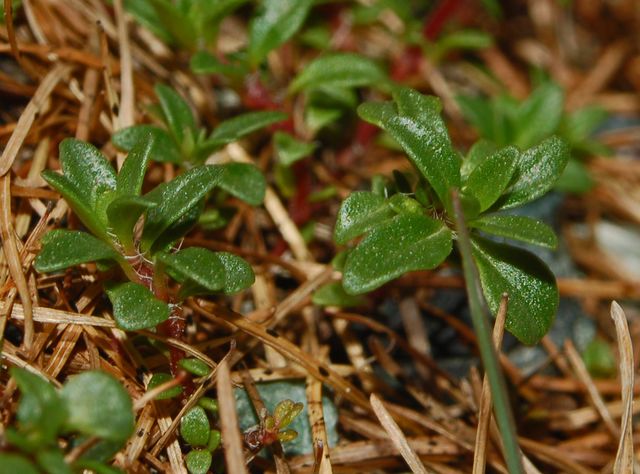 Piccoli fiori screziati - Thymus sp